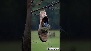 Bird in a Shoe With Her Babies [upl. by Anoirb]