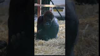 Silverback Gorilla at Howletts gorilla silverbackgorilla howletts animals wildlife daysout [upl. by Westerfield]