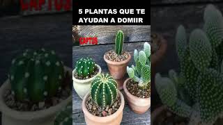 5 PLANTAS QUE TE HACEN DORMIR 2 [upl. by Lorrin]