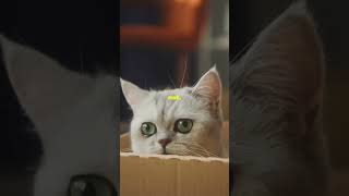 Schrodinger’s cat explained in under a minute [upl. by Notgnilra]