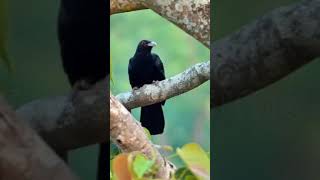 Koel bird sound [upl. by Gwyn545]