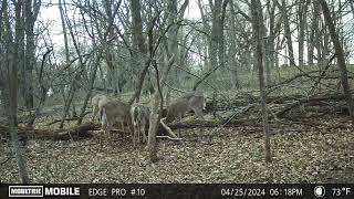 Coyotes nearby Moultrie Mobile Edge Pro Trail Cam [upl. by Ailsun]