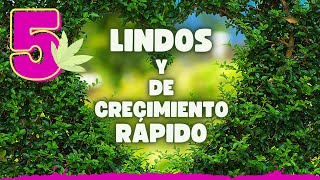 🌸 5 ARBUSTOS que crecen RÁPIDAMENTE para embellecer tu JARDÍN ❗❗ [upl. by Tahmosh]