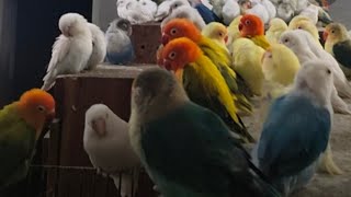 Love birds singing and chirping 🦜 African love birds 🐦 [upl. by Siletotsira]