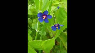 מרגנית השדה Anagallis arvensis [upl. by Christyna596]