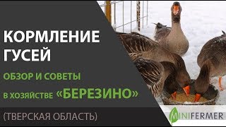 Чем кормить гусей Рацион суточные нормы и другие секреты в хозяйстве Березино [upl. by Tila]