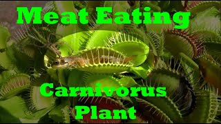 Plants that eat meat  Carnivorous Plants  Predatory Plants  Venus Flytrap [upl. by Nelyag]