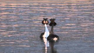 Great Crested Grebe Courtship Dance [upl. by Dnomyaw369]