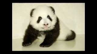 THE PET PHOTO FUN PANDA BEAR SINGS HAPPY BIRTHDAY [upl. by Yram]