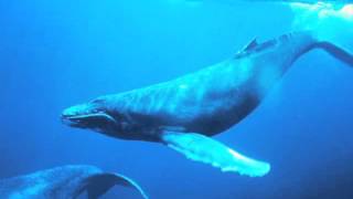 Humpback Whale Song Sped Up 800 AMAZING [upl. by Vaasta]