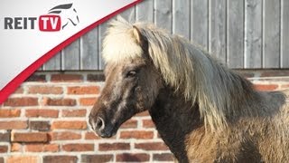 Pferdegesundheit  Der Aktivstall  Artgerechte Haltung für Pferde und Ponys [upl. by Hatokad]