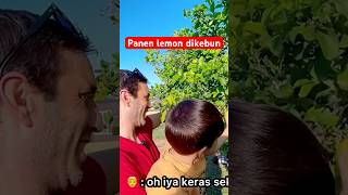 Panen lemon dikebun vlogspanyol bulespanyol [upl. by Nohsar]