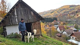 CIOBANESTI DE BUCOVINA ADEVARATI SI BESTIA SPARTACUSCARE NU ARE FRICALA MARIAN BLAJLA MUNTE [upl. by Navinod]