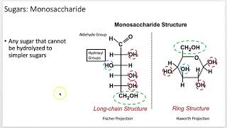 Biochemistry 101 Carbohydrates Lecture 6 of 12 [upl. by Etireuqram]