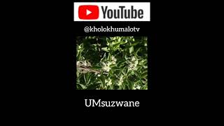 Incazelo ngoMsuzwane  By Kholo Khumalo TV [upl. by Lisetta]