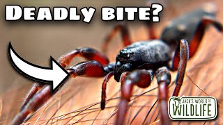 How DEADLY Is The BITE Of The WhiteTailed SPIDER [upl. by Elisabet]