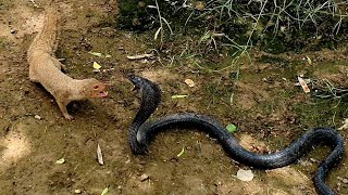 Mongoose vs Black CobraUltimate wild Animal Encounter of two natural Rivals [upl. by Ylrebmek780]