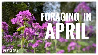 Foraging in April Part 3 of 4  UK Wildcrafts Monthly Foraging Calendar [upl. by Moshell]