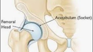 Hip Bone Anatomy medicalstudent anatomy [upl. by Shaer]