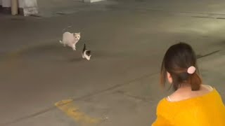 Stray Cat Mother Gives Away Baby Gives Kitten A Home [upl. by Sivek]