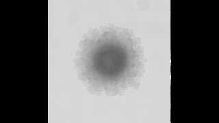 EPS knockout bacillus subtilis colony growth [upl. by Gnel]