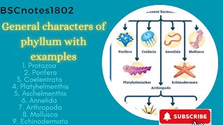 general characteristics of phyllum  examples  bsc 1 st year  zoology  invertebrates [upl. by Nnaytsirk]