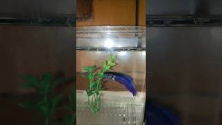 Beta fish 🐠🐟 in water tank  if your fish  🐟😮😮 ytshorts birds fish [upl. by Collen]