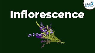 Types of Inflorescence  Morphology of Flowering Plants  Dont Memorise [upl. by Anabelle]