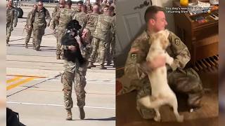 Emotional Dog Reunions That Will Melt Your Heart ❤️ [upl. by Davon]