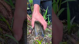 Unique Fishing  Man Catching Giant Catfish on Rice Field [upl. by Adyahs]