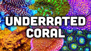 Ten Top Shelf Underrated Corals Farm Grown Vibrant Colors and More [upl. by Lidstone]