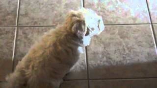 Maltipoo Puppy BARKING [upl. by Mathilda350]