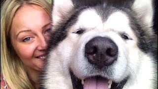 FAQ of Life with Malamutes your questions answered Youtube inclusive VLOG [upl. by Hedvah579]