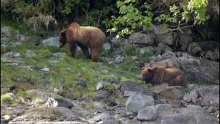 A Week Aboard the Safari Explorer in Alaska [upl. by Nnaylloh]