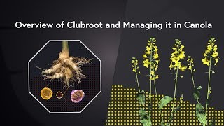 Clubroot Management Overview [upl. by Orvan]