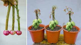 Amazing Natural propagate mango tree from cuttings Using Red onion natural rooting 100 success [upl. by Pandolfi]