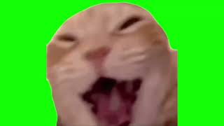 Green Screen Laughing Cat Meme [upl. by Ahsila225]