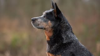 Unleashing the Potential of Australian Cattle Dogs at the Agility Championships [upl. by Kelci784]