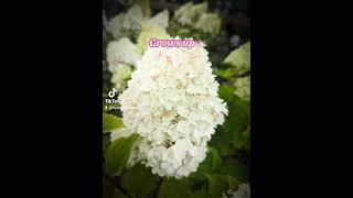 Hydrangea paniculata Living Sugar Rush gardening shrubs hydrangeapaniculata hydrangeacare [upl. by Ahtar]