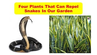 Four Plants that may repel Snakes in our Garden [upl. by Priebe]