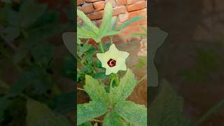 Okra plant plants garden shorts plants [upl. by Tombaugh]