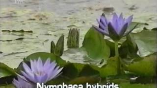 fragrant water lily Nymphaea odorata [upl. by Aikemahs]