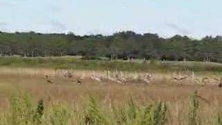 Sandhill Crane Mating Dance [upl. by Sivi]