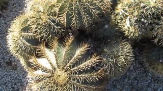 Succulents Ferocactus Glaucescens [upl. by Mimajneb]