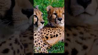 Leopard Species Explore the World of Wildlife LeopardSpeciesshortslechamkingdom8 [upl. by Sean]