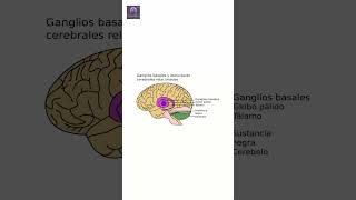 🧠 La importancia de los ganglios basales en el cerebro 🧬 neuroscience cerebroactivo bienestar [upl. by Okimik]