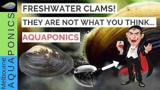 The truth about freshwater clams mussels [upl. by Monson]