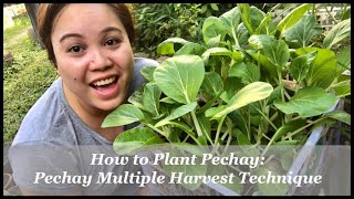 How to Plant Pechay Pechay Multiple Harvest Technique [upl. by Myrtie]