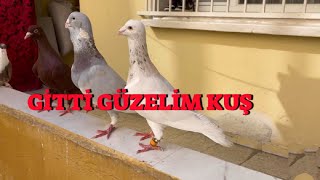 Erkek Şamı Gelmedi  Mavi İle Beyazı Gözcü Olarak Çatıya Attım [upl. by Tabbie546]