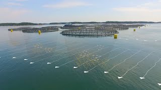 The Future of Ocean Farming Innovations in Aquaculture [upl. by Bathulda117]